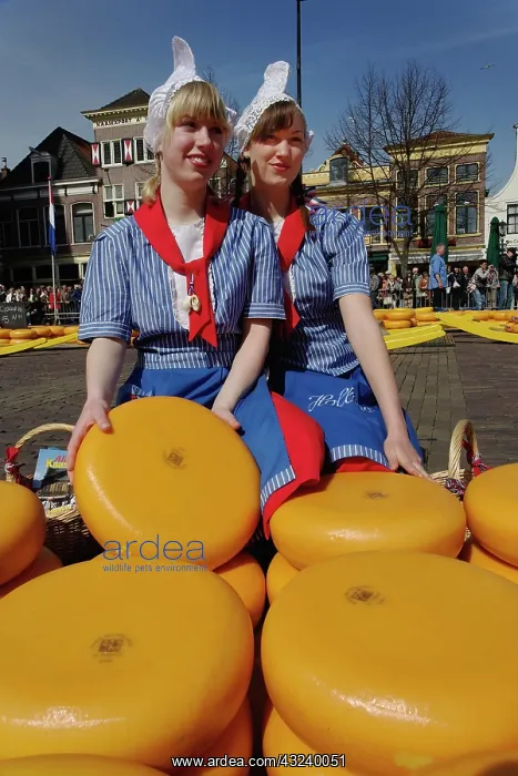 : Cheese at the Alkmaar Cheese Market, Alkmaa : Cheese at the Alkmaar Cheese Market, Alkmaa