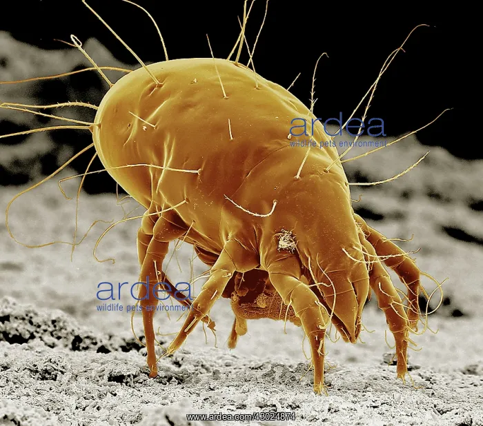 : Cheese Mite : Cheese Mite