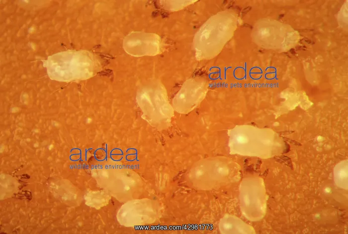 : Cheese Mite - Observation with a microscope : Cheese Mite - Observation with a microscope