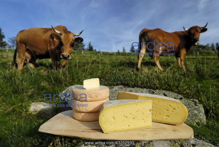 : Cheese Munster Bargkass Tome and Cows Tarine Vosges : Cheese Munster Bargkass Tome and Cows Tarine Vosges