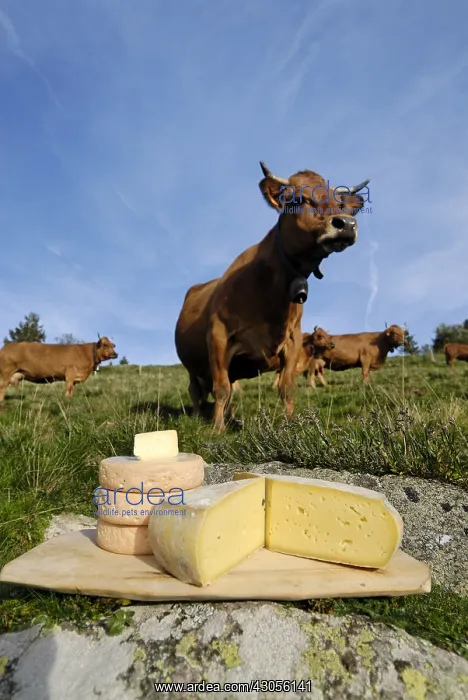 : Cheese and regional Cows in the meadow : Cheese and regional Cows in the meadow