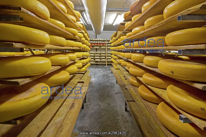 : Cheese - rows of cheese blocks in factory : Cheese - rows of cheese blocks in factory