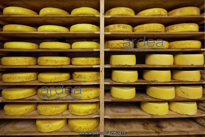 : Cheese - rows of cheese blocks in factory : Cheese - rows of cheese blocks in factory