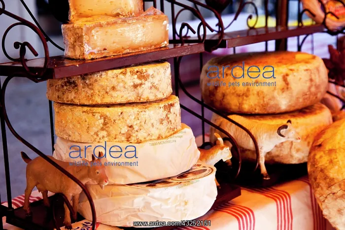 : Cheeses for sale at the market in Saint : Cheeses for sale at the market in Saint