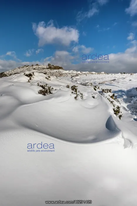 : Cheesewring - Snow - Bodmin Moor - Cornwall - UK : Cheesewring - Snow - Bodmin Moor - Cornwall - UK