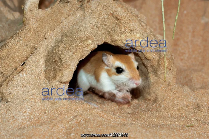 : Cheesman's Gerbil - at burrow entrance : Cheesman's Gerbil - at burrow entrance