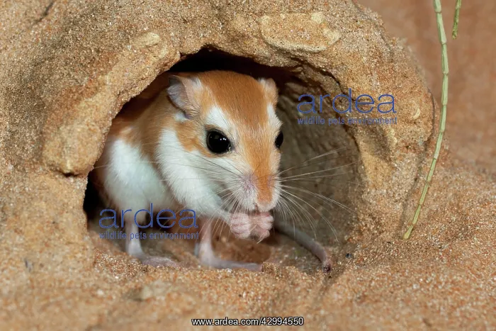 : Cheesman's Gerbil - at burrow entrance : Cheesman's Gerbil - at burrow entrance