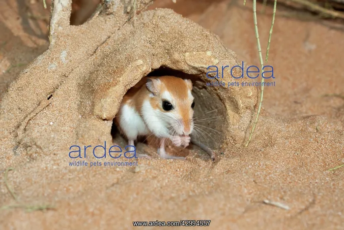: Cheesman's Gerbil - at burrow entrance : Cheesman's Gerbil - at burrow entrance