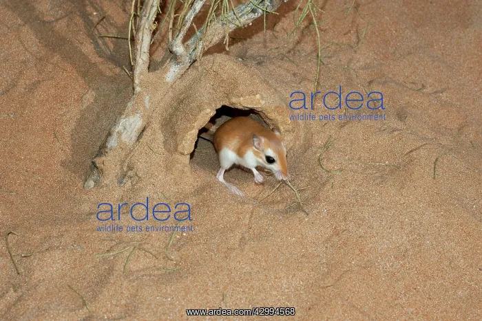 : Cheesman's Gerbil - at burrow entrance : Cheesman's Gerbil - at burrow entrance
