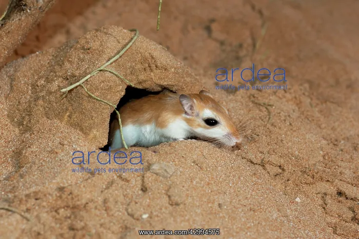 : Cheesman's Gerbil - at burrow entrance : Cheesman's Gerbil - at burrow entrance