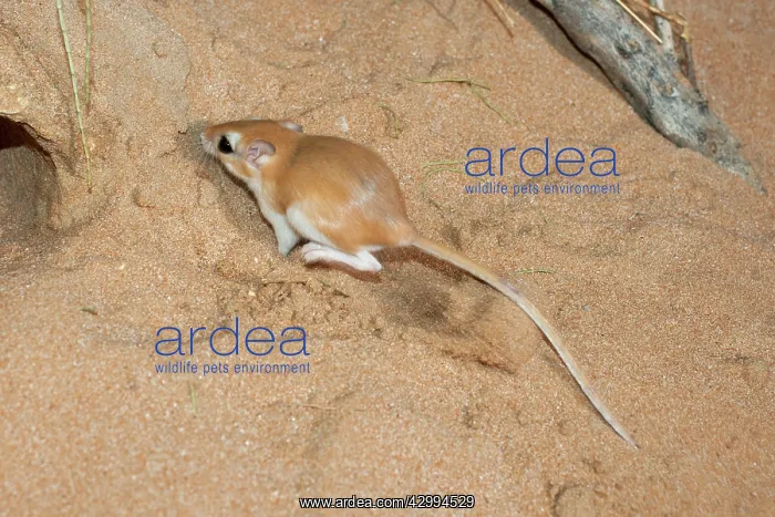 : Cheesman's Gerbil - digging : Cheesman's Gerbil - digging