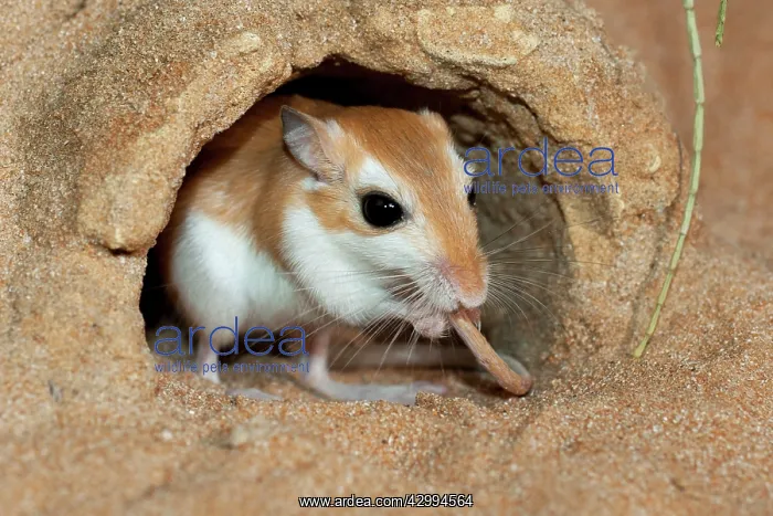 : Cheesman's Gerbil - grooming tail : Cheesman's Gerbil - grooming tail