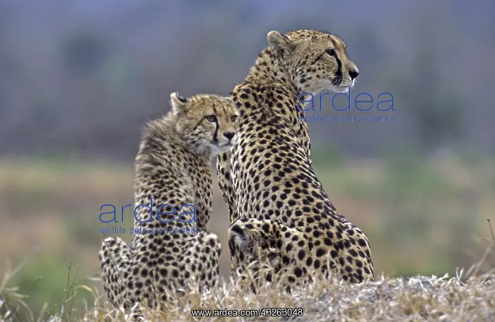  : Cheeta