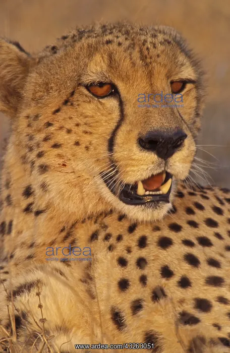  : Cheeta