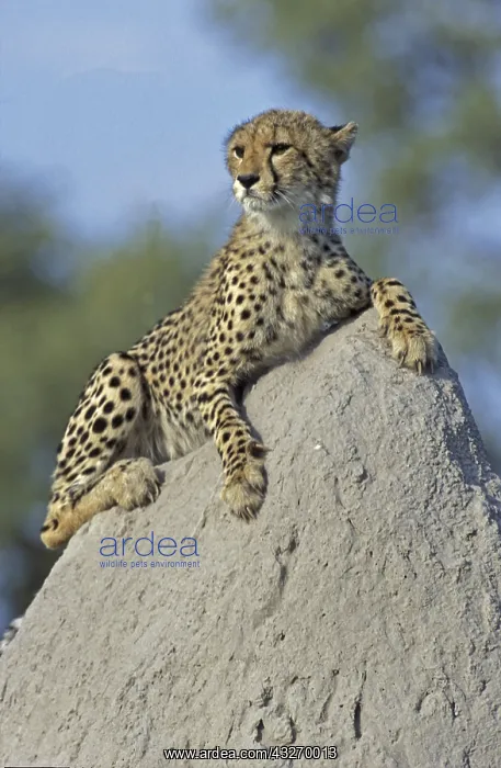  : Cheeta