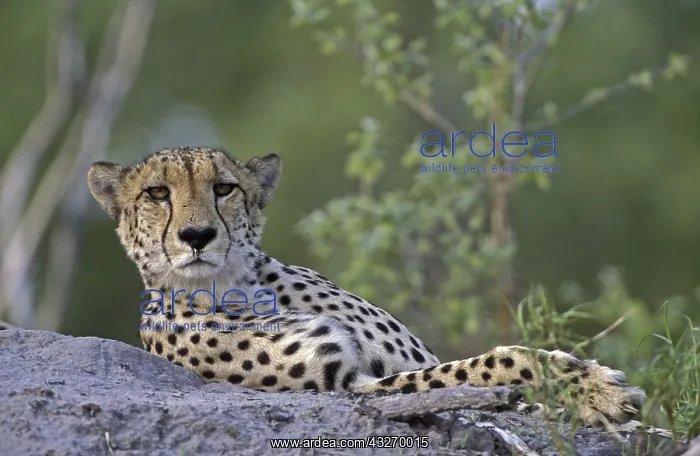  : Cheeta