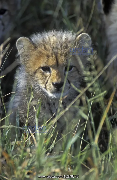  : Cheeta