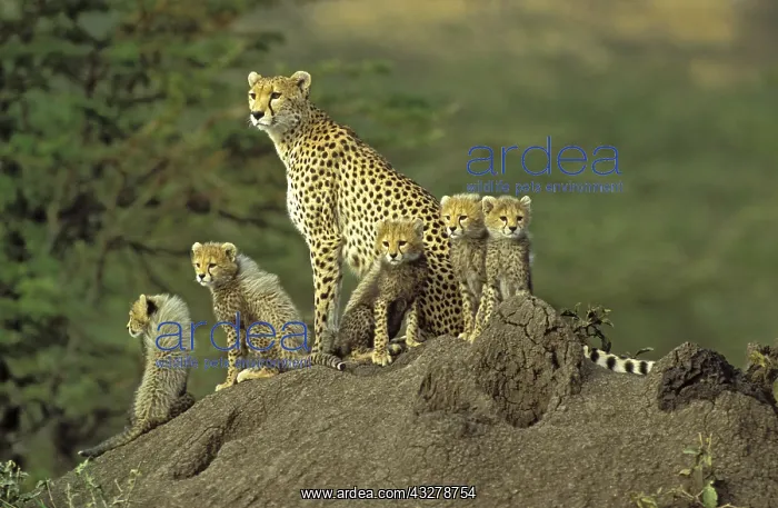  : Cheeta