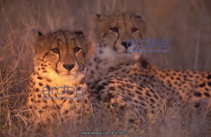  : Cheeta