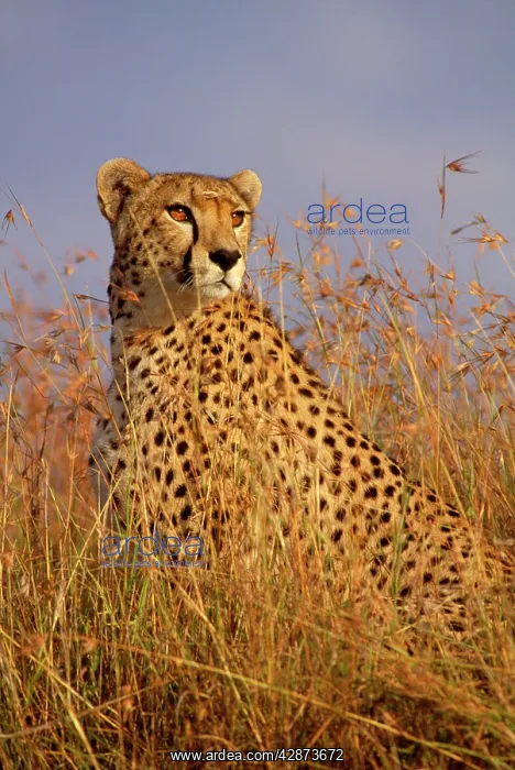 : Cheetah (Acinonyx jubatus). Maasai Mara, Kenya, Africa