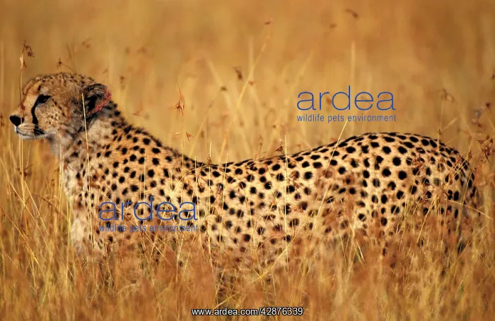 : Cheetah (Acinonyx jubatus). Maasai Mara - Kenya - Africa : Cheetah (Acinonyx jubatus). Maasai Mara - Kenya - Africa