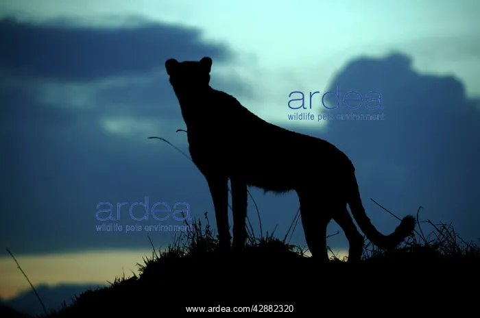  : Cheetah (Acinonyx jubatus). Transmara, Maasai Mara, Kenya, Africa