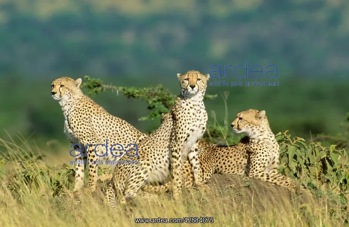  : Cheetah (Acinonyx jubatus). Maasai Mara, Kenya, Africa