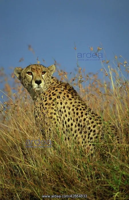 : Cheetah (Acinonyx jubatus) : Cheetah (Acinonyx jubatus)