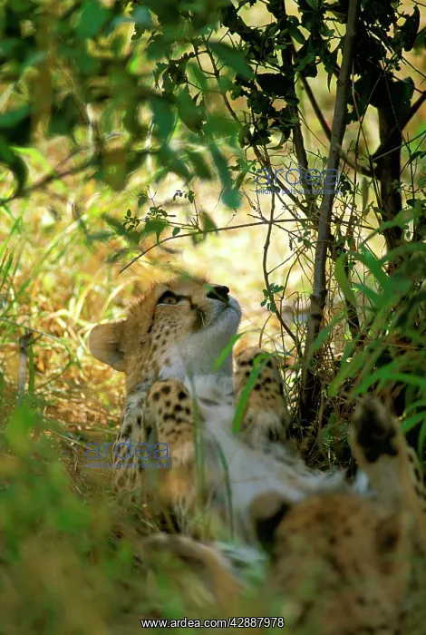  : Cheetah (Acinonyx jubatus). Maasai Mara National Reserve - Kenya