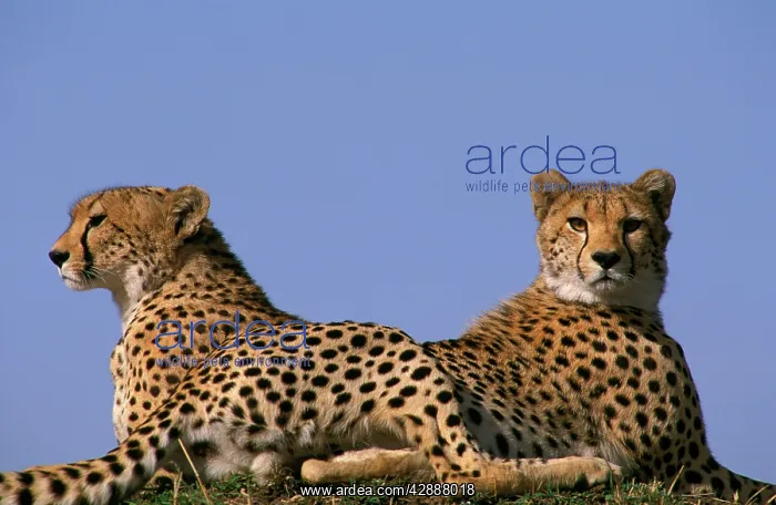  : Cheetah (Acinonyx jubatus). Maasai Mara National Reserve - Kenya