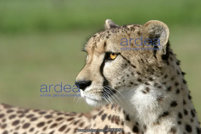 : Cheetah (Acinonyx jubatus). Cape Province, South Africa : Cheetah (Acinonyx jubatus). Cape Province, South Africa