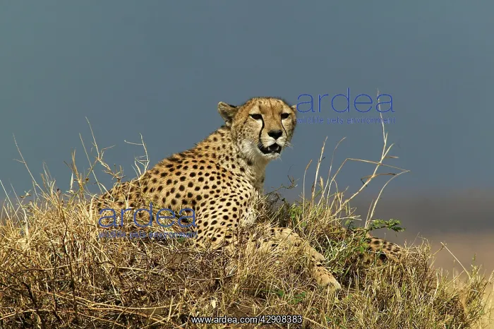: Cheetah (Acinonyx jubatus). TransMara, Maasai Mara, Kenya, Africa : Cheetah (Acinonyx jubatus). TransMara, Maasai Mara, Kenya, Africa