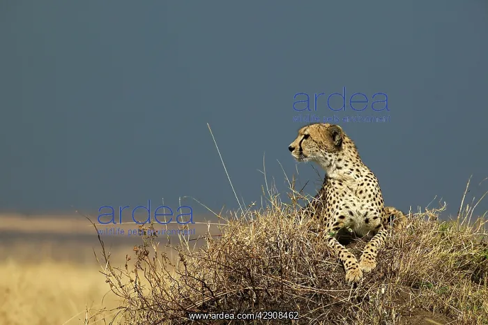 : Cheetah (Acinonyx jubatus). TransMara, Maasai Mara, Kenya, Africa : Cheetah (Acinonyx jubatus). TransMara, Maasai Mara, Kenya, Africa
