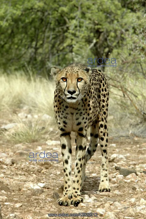  : Cheetah (Acinonyx jubatus). Namibia, Africa