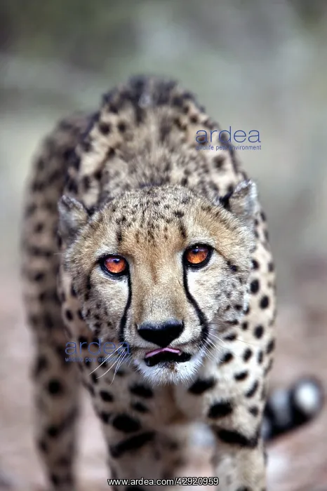  : Cheetah (Acinonyx jubatus). Namibia, Africa