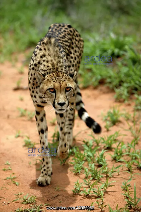  : Cheetah (Acinonyx jubatus). Namibia, Africa