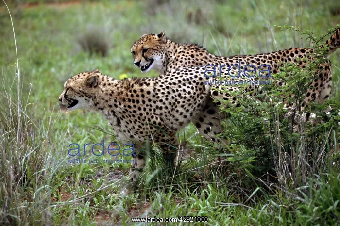: Cheetah - two : Cheetah - two