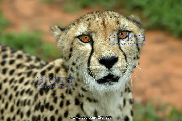  : Cheetah (Acinonyx jubatus). Namibia, Africa