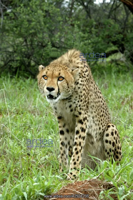 : Cheetah (Acinonyx jubatus). Namibia, Africa : Cheetah (Acinonyx jubatus). Namibia, Africa