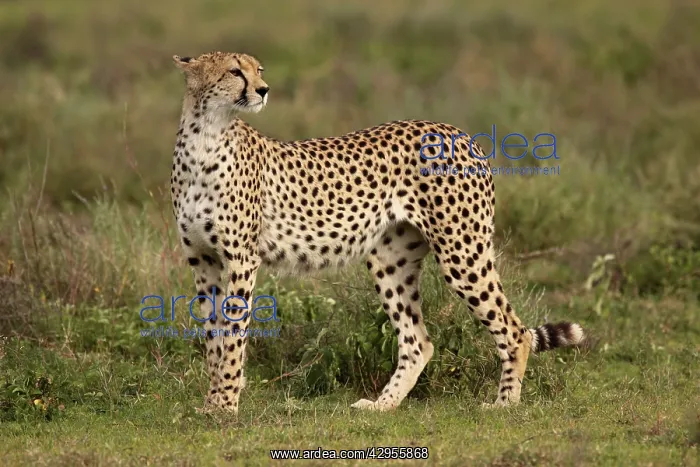 : Cheetah (Acinonyx jubatus). Ngorongoro Crater Reserve - Serengeti - Tanzania : Cheetah (Acinonyx jubatus). Ngorongoro Crater Reserve - Serengeti - Tanzania