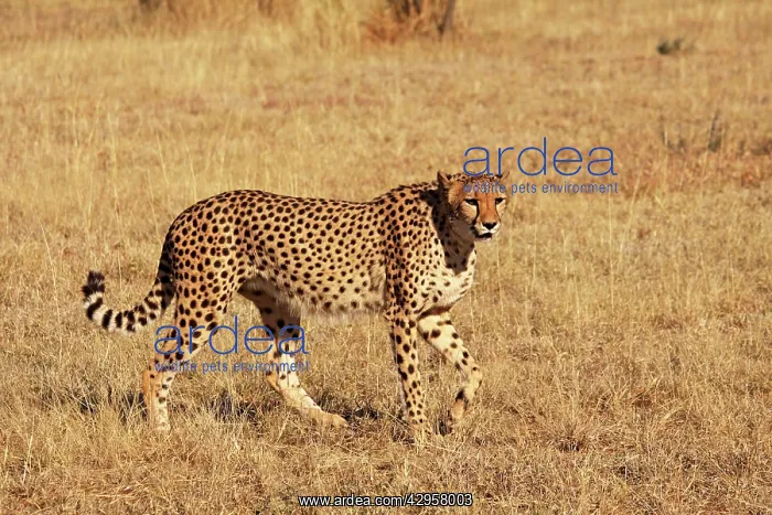 : Cheetah (Acinonyx jubatus). Chobe NP, Botswana, Africa : Cheetah (Acinonyx jubatus). Chobe NP, Botswana, Africa