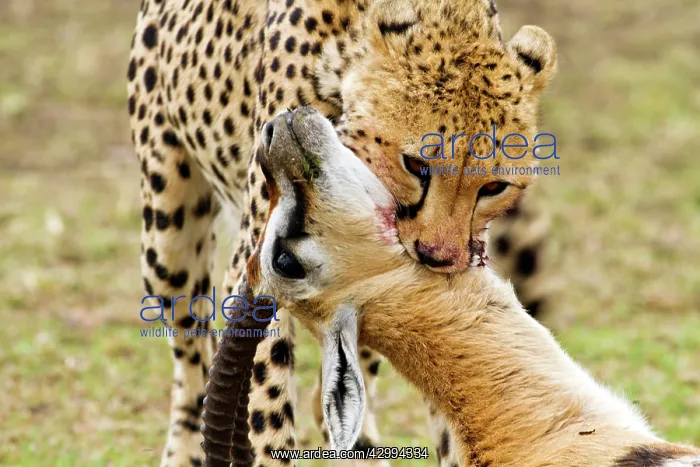 : Cheetah (Acinonyx jubatus). suffocating Thompson's gazelle : Cheetah (Acinonyx jubatus). suffocating Thompson's gazelle