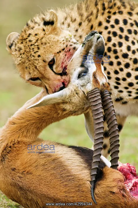 : Cheetah (Acinonyx jubatus). suffocating Thompson's gazelle : Cheetah (Acinonyx jubatus). suffocating Thompson's gazelle