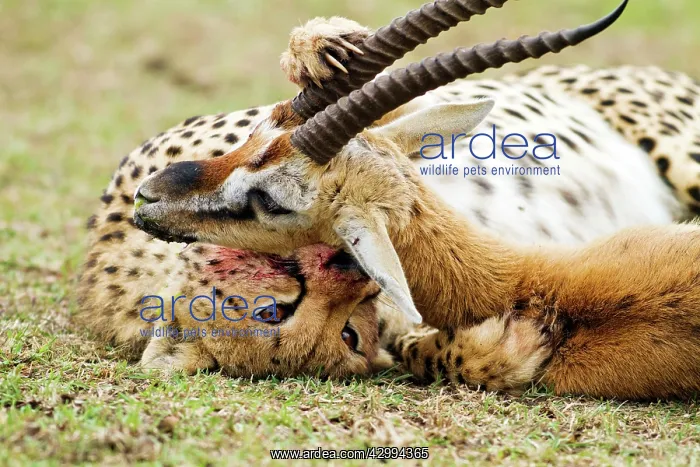 : Cheetah (Acinonyx jubatus). suffocating Thompson's gazelle : Cheetah (Acinonyx jubatus). suffocating Thompson's gazelle