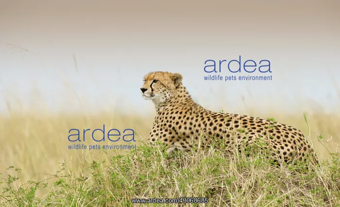 : Cheetah (Acinonyx jubatus) laying on a termite mound looking for her next prey : Cheetah (Acinonyx jubatus) laying on a termite mound looking for her next prey