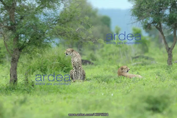 : Cheetah. Two Cheetahs (Acinonyx jubatus ) resting in grass : Cheetah. Two Cheetahs (Acinonyx jubatus ) resting in grass