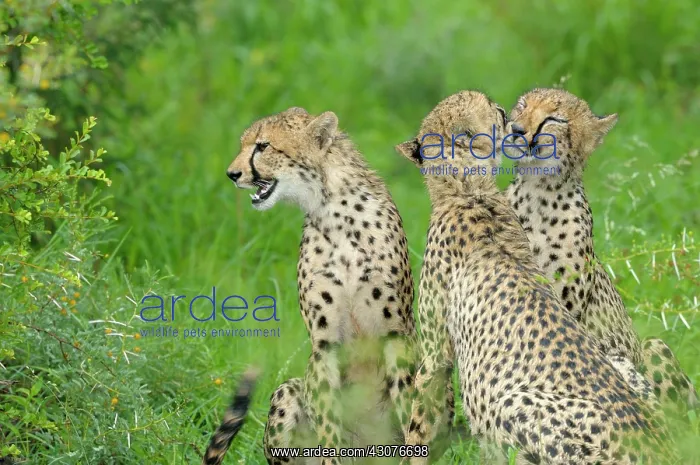 : Cheetah. Portrait of three Cheetahs (Acinonyx jubatus) showing two Cheetahs : Cheetah. Portrait of three Cheetahs (Acinonyx jubatus) showing two Cheetahs