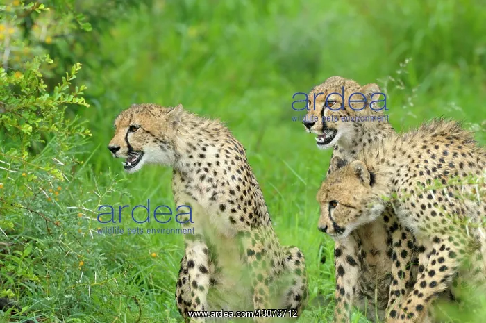 : Cheetah. Three Cheetahs (Acinonyx jubatus) looking very alert in the same direction : Cheetah. Three Cheetahs (Acinonyx jubatus) looking very alert in the same direction