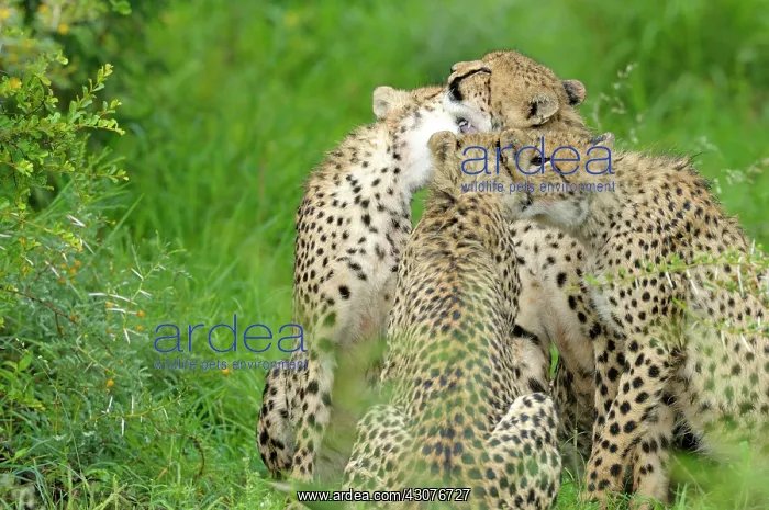 : Cheetah. Portrait of four Cheetahs (Acinonyx jubatus) cleaning each other : Cheetah. Portrait of four Cheetahs (Acinonyx jubatus) cleaning each other