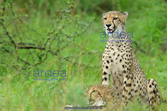 : Cheetah. Two Cheetahs (Acinonyx jubatus) are resting in grassland : Cheetah. Two Cheetahs (Acinonyx jubatus) are resting in grassland